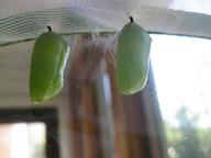 two chrysalides at top of nursery, 30 July 2022