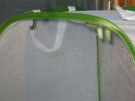 caterpillar considering hanging near the first two chrysalides while another  j-hangs at left, 30 July 2022