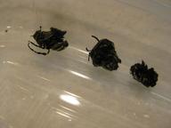 discarded fifth-instar skins after pupation, 31 July 2022