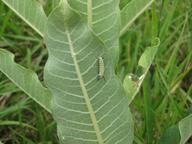 third-instar monarch larva on milkweed on north slope of Hospital Hill, 31 July 2022, at Northampton Dog Park