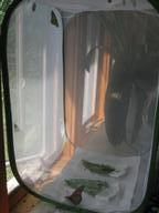two more (second and third) freshly eclosed adult monarch butterflies, 7 August 2022