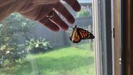 Ted trying to coax the butterfly onto his hand to carry her outside, 7 August 2022