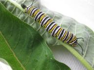 largest remaining monarch larva, now fifth instar, 7 August 2022