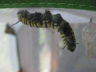 largest remaining monarch larva seeking a place to pupate, 8 August 2022