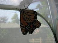 newly eclosed adult monarchs (fourth and fifth, one female, one male) drying their wings, 8 August 2022
