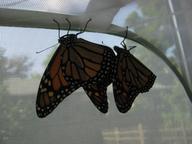 newly eclosed adult monarchs (fourth and fifth, one female, one male) drying their wings, 8 August 2022