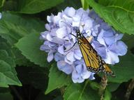 adult male monarch resting on hydrangea, 8 August 2022
