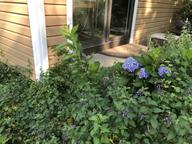 black cherry Prunus serotina in hydrangea bed near adult male monarch, 8 August 2022
