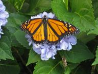 adult male monarch resting on hydrangea, 8 August 2022