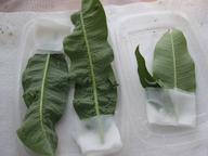 three remaining caterpillars, third and fourth instars, 8 August 2022