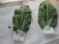 the remaining three caterpillars alongside a skin from one that has just molted, 9 August 2022