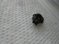 shed skin from molted caterpillar, 9 August 2022
