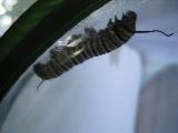 largest of remaining three caterpillars spinning the silk anchor pad for the chrysalis, 14 August 2022