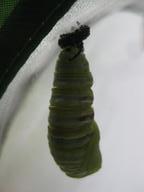 pupating caterpillar shedding last of its skin to reveal chrysalis, 15 August 2022