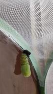 pupating monarch adjusting to chrysalis, 15 August 2022