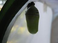 7th chrysalis, 15 August 2022