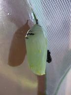 7th chrysalis, 16 August 2022