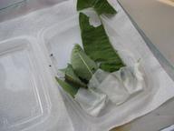 remaining caterpillar, fifth instar, 16 August 2022