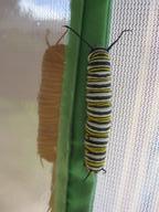 last caterpillar seeking a place to pupate, 16 August 2022