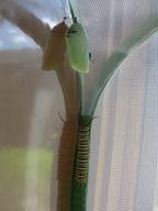 last caterpillar seeking a place to pupate, approaching 7th chrysalis, 16 August 2022