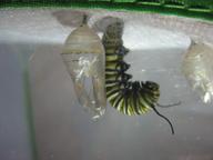 last caterpillar j-hanging in popular, silk-spangled location, 16 August 2022