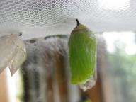 8th chrysalis drying, 17 August 2022