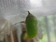 8th chrysalis drying, 17 August 2022
