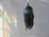 the rescued 7th chrysalis, steadily clearing, 26 August 2022