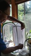 Releasing the 7th adult monarch butterfly, a male (from chrysalis no. 8), 27 August 2022