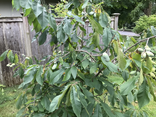 Pennsylvania Golden overloaded with fruit with branches supported by suspension line