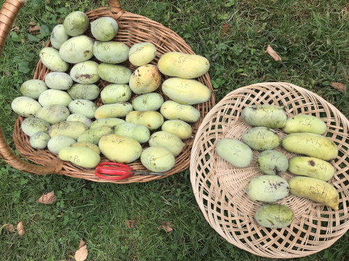 A typical morning's harvest