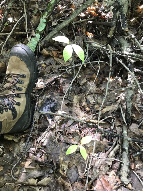 Two pawpaw seedlings, 12in and 6in, August 2019