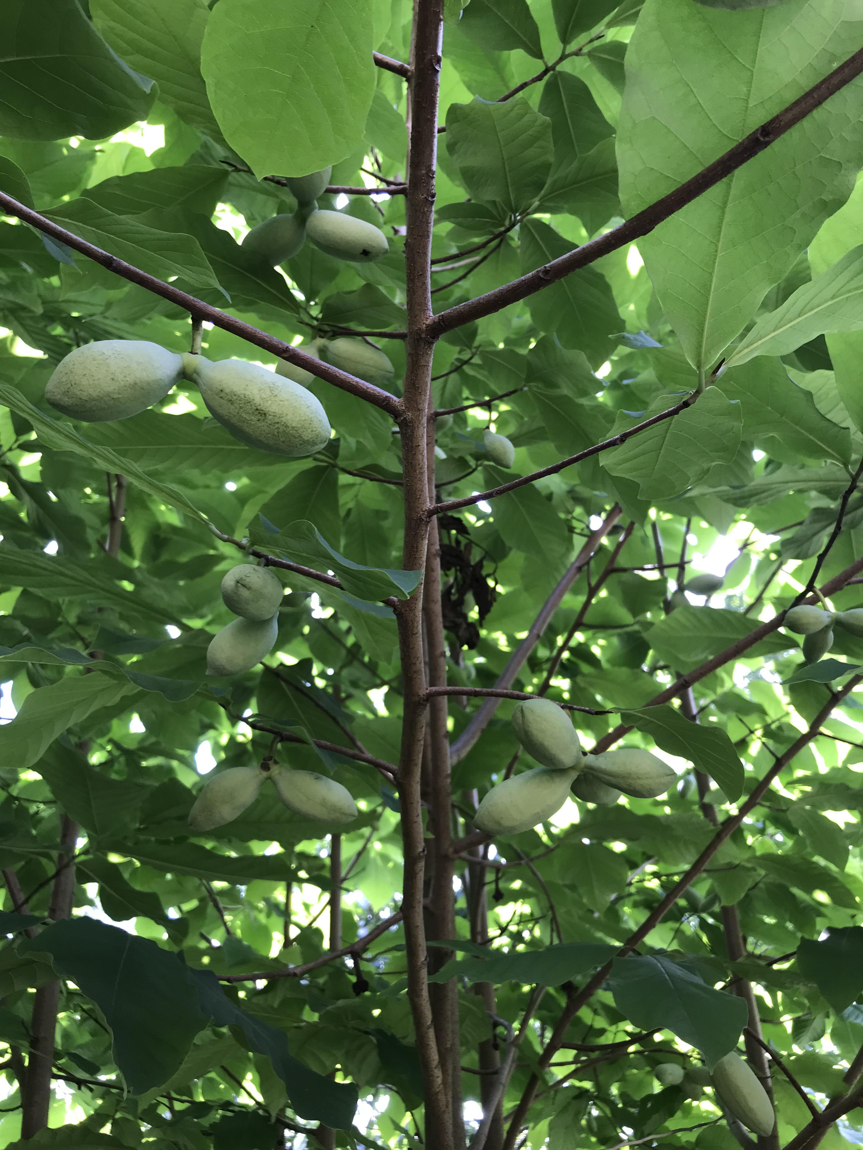 Abundant fruits, probably too many