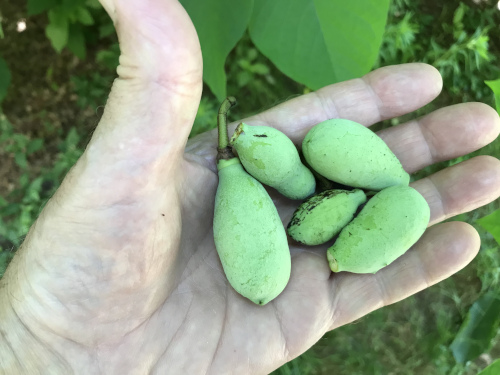 Dropped fruits from under the same tree