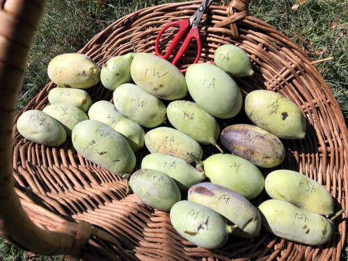 today's harvest, 22 ripe pawpaws