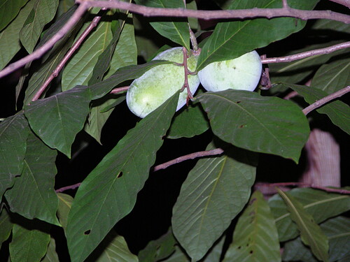 fruit on my first pawpaw tree, but no longer mine