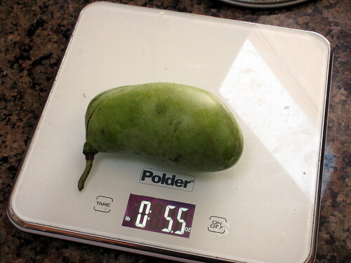 5.5oz pawpaw fruit, just fallen from the tree