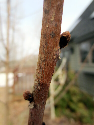 flower buds, 25 March