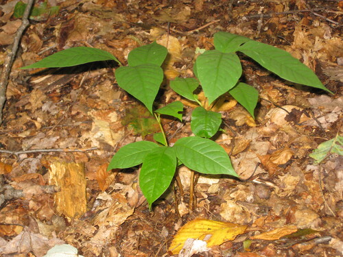 Pawpaw seedlings on Mt. Tom, not quite two years after planting seeds