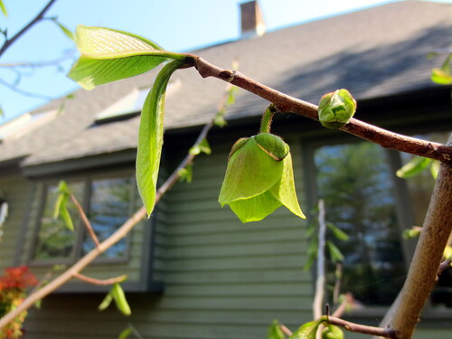 emerging flowers, 19 May