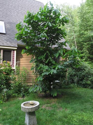 Pawpaw tree from Tripple Brook Farm 15½ feet tall, July 2016