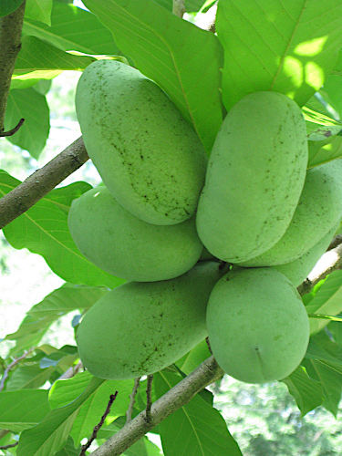 cluster of eight fruits on Sunflower pawpaw