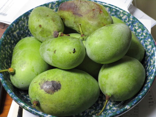 almost-ripe fruits, blown down by a windstorm