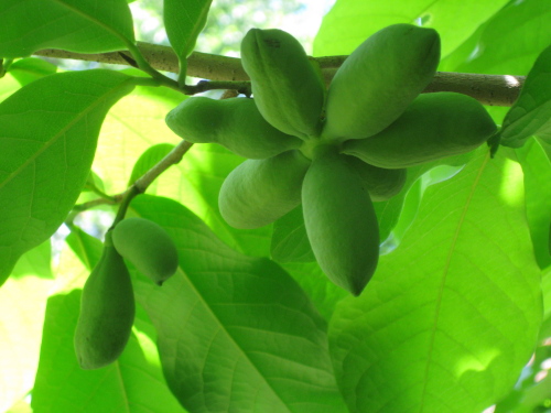 a cluster of 7 baby fruits