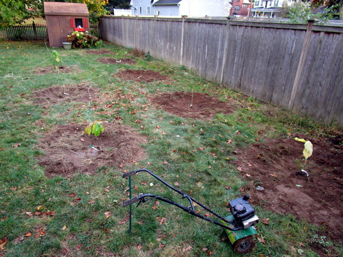 the initial shipment of eight pawpaw trees now planted, shortly before frost