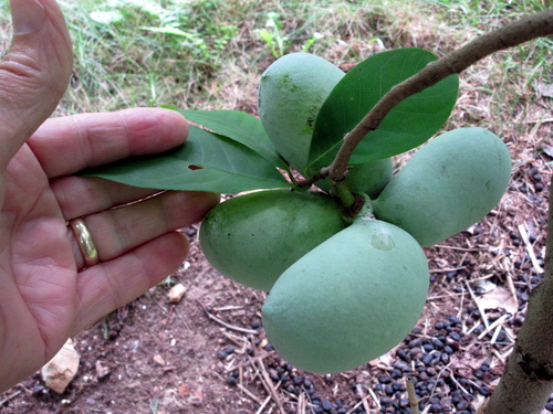 quad pawpaws on Shenandoah getting larger