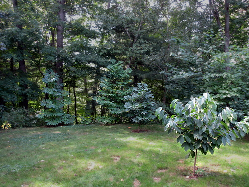 my growing pawpaw orchard: Allegheny (small, yellowish), Sunflower seedling (tall), random small, Shenandoah seedling (tall), Shenandoah in front of it, Potomac in foreground