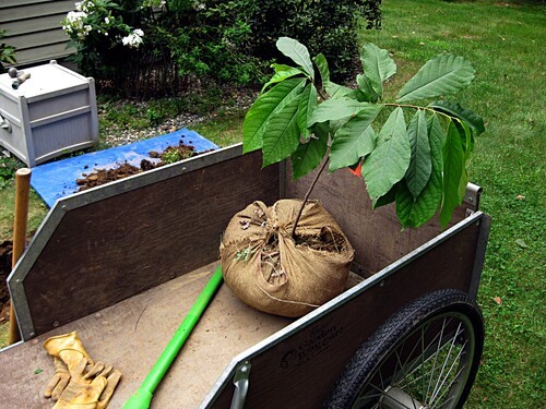 Young pawpaw tree from Tripple Brook Farm ready for transplanting, August 2009